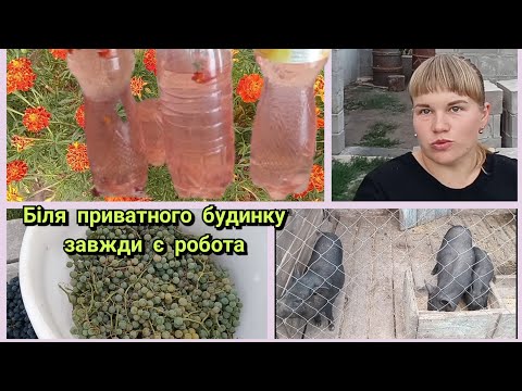 Видео: ДОМАШНЄ ШАМПАНСЬКЕ З ЧОРНОБРИВЦІВ. Сумна новина