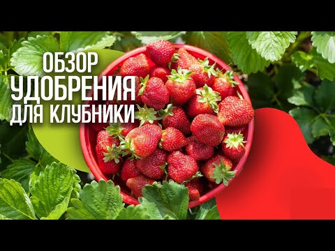 Видео: Удобрения для клубники: популярные подкормки, сравнение удобрений.