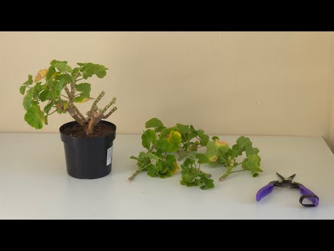 Видео: Подготовка пеларгоний к зимовке. Осенняя обрезка 4-х летнего куста Apple Blossom