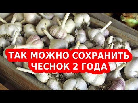 Видео: ХРАНЕНИЕ ЧЕСНОКА НА ЗИМУ! Чеснок посаженный в зиму (озимый)