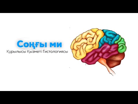 Видео: Соңғы ми | Telencephalon