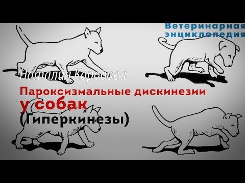 Видео: Пароксизмальные дискинезии у собак. Гиперкинезы