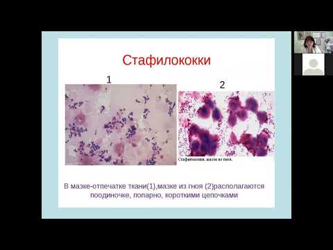 Видео: Г.Ш. Исаева. Стафилококки, стрептококки. Лечебный факультет.