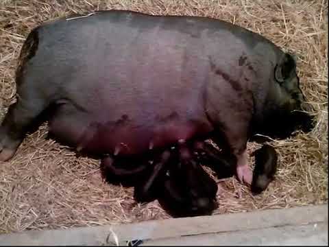 Видео: Роды вьетнамской свиньи. Как это происходит.