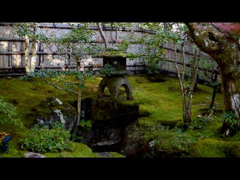 Видео: Безмятежность Японского Мхового Сада | Камень и Мох в Вечной Гармонии