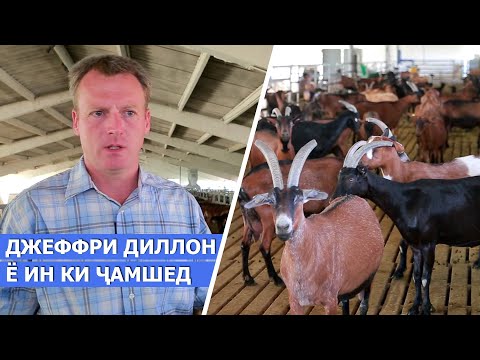 Видео: Ҳаёти Деҳот: Фермаи бузпарварии Аки Джеф / Джефри Дилон