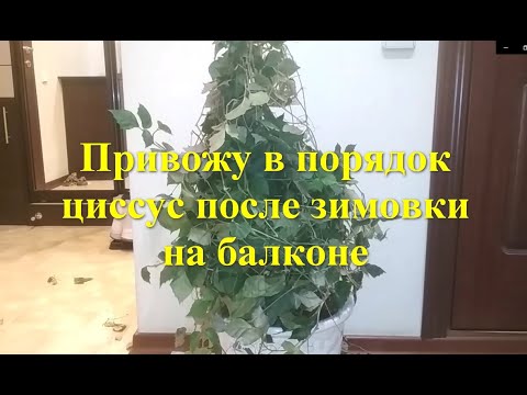 Видео: Привожу в порядок циссус и фикус после зимовки на балконе