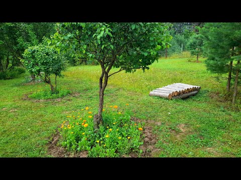 Видео: Кусочки нашего дачного лета 2023