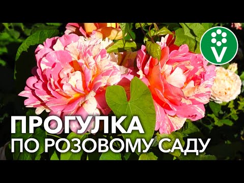 Видео: ВОСХИТИТЕЛЬНЫЙ САД В АНГЛИЙСКОМ СТИЛЕ!  В гостях у ландшафтного дизайнера и коллекционера роз