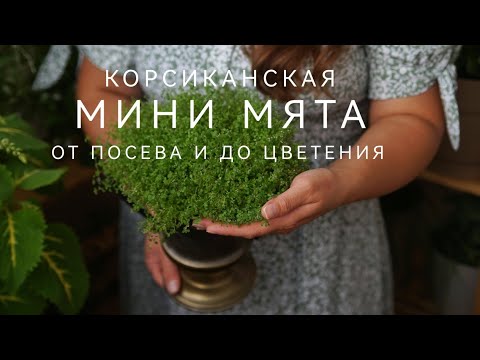 Видео: КОРСИКАНСКАЯ МИНИ МЯТА ОТ ПОСЕВА ДО ЦВЕТЕНИЯ