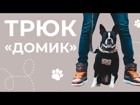 Видео: Зачем нужны трюки? Как научить собаку трюкам? Трюк домик. Дрессировка собак в домашних условиях