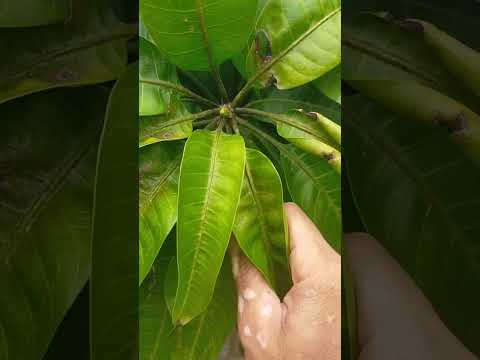 Видео: Тайваньское манго стимулирует 1 раз в 7 дней, оно, вероятно, не слишком стабильно, ребята.