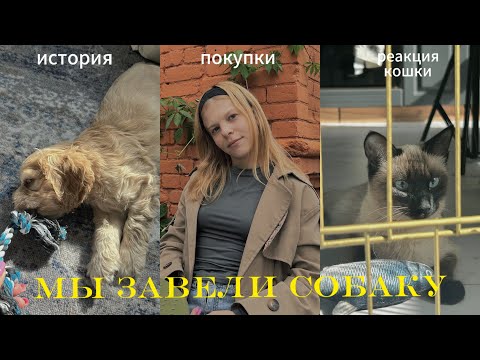 Видео: Мы завели собаку 🐶 имя, покупки для малыша, реакций кошки и другое.