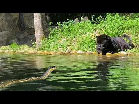 Видео: Глупая Змея Напала Не На Того Соперника!!! Редкие Сражения Животных , Снятые на Камеру!