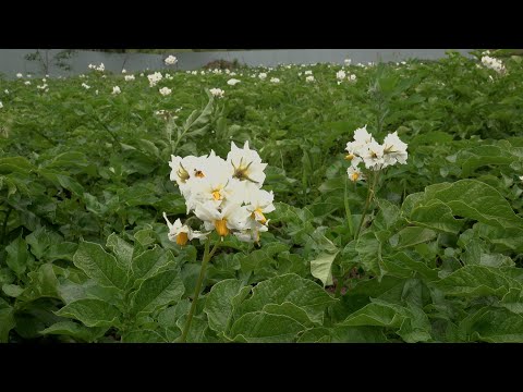 Видео: Обзор картофеля  Убираем вирусы
