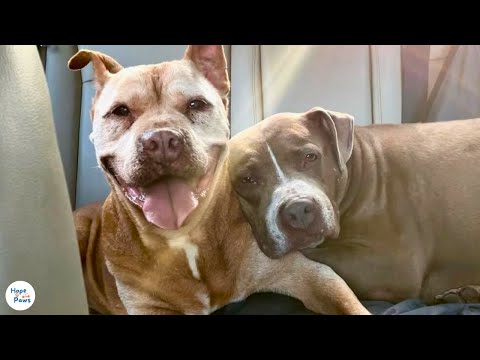 Видео: Вечная любовь этих двух брошенных собак заставит вас плакать.