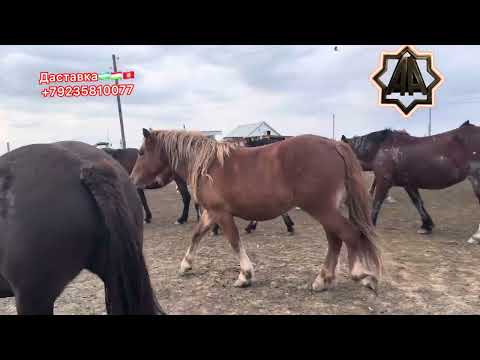 Видео: Г Абакан Қулун Тойлар Савдоси Бошланди. 12.10.2025 йил