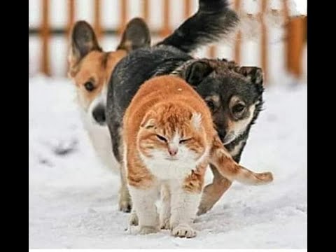 Видео: 😺 За мной, трусишки! 🐈 Подборка смешных видео котов, котят и собак! 😻