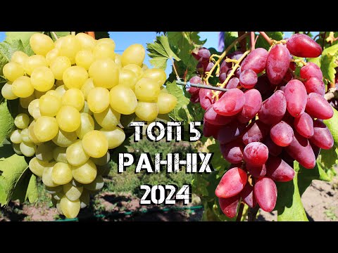 Видео: Топ 5 ранніх сортів винограду 2024