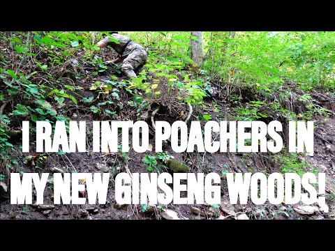 Видео: Женьшень 101 (Я НАТЯНУЛСЯ НА БРАКОНЬЕРОВ В МОЕМ НОВОМ ЖЕНЬШЕНЕВОМ ЛЕСУ!) ВСЕГДА ЗНАЙТЕ границы св...