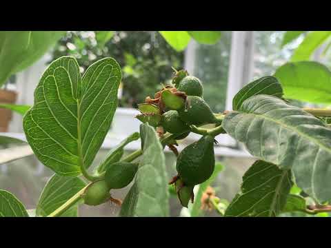 Видео: Псидиум Гуайява, завязи , июль 2020 год.