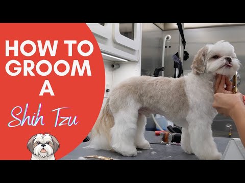 Видео: КАК УХОДИТЬ ЗА ШИТЦУ ОТ НАЧАЛА ДО КОНЦА 🐶