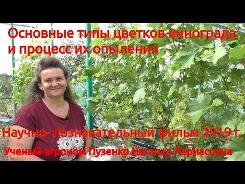 Видео: 1. Типы цветков винограда и процесс их опыления (Пузенко Наталья Лариасовна)