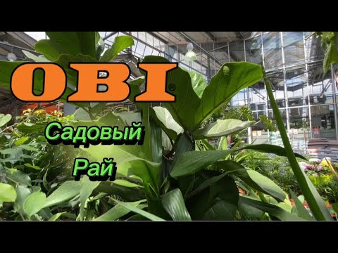 Видео: Обзор растений в Оби|Большой цветочный магазин|цены|растения|кашпо