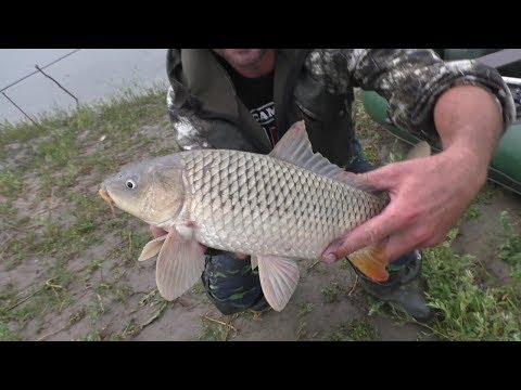 Видео: Сазан на перевёртыши. Рыбалка на р.Сыда. Копченый сазан на ужин.