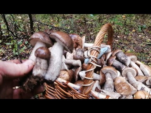 Видео: Остановиться не хватило сил