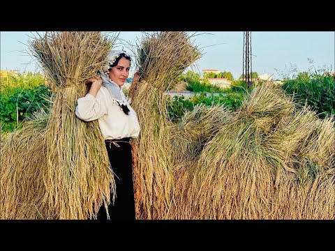 Видео: Сбор риса в деревне и приготовление кукушки из грецких орехов с рисом.