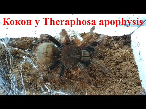 Видео: Терафоза апофизис удачное разведение (Theraphosa apophysis breeding)