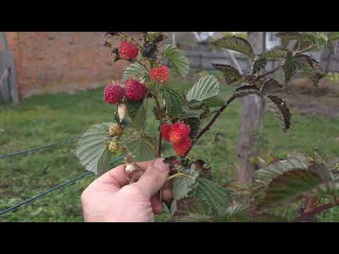 Видео: Огляд саду 29 жовтня 2025 року