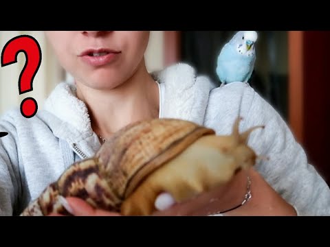 Видео: УЛИТКА НА РАДУГЕ || Умерла улитка