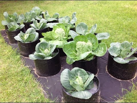 Видео: Выращивание капусты в МЕШКАХ - АКВАРИУМАХ на целине без перекопки. Эксперимент 2017. От и До....