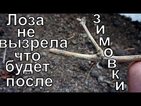 Видео: Виноград . Первый снег. Укрытие молодняка.
