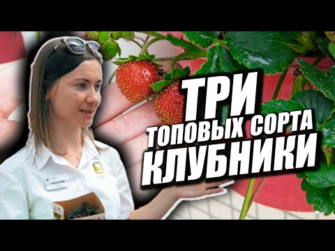 Видео: Три лучших сорта Земляники!!! 🍓🍓🍓 Клубника и Земляника до горизонта!!!  @Agrofirmapoisk​