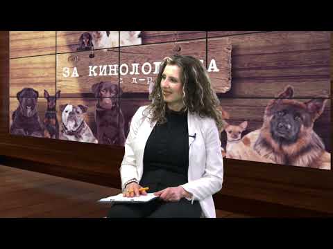 Видео: За кинологията с д-р Кънев: Съвети за хранене на кучета – Първа част