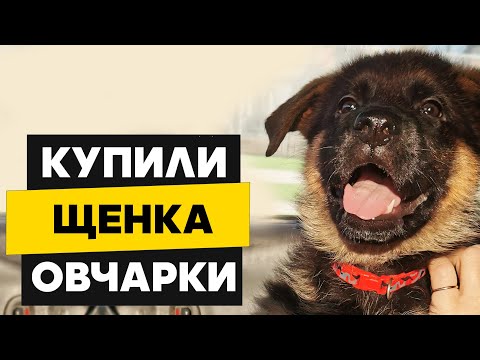 Видео: Купили щенка немецкой овчарки. Первые дни дома. Знакомство с кошкой