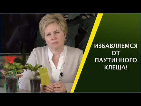 Видео: КАК ИЗБАВИТЬСЯ ОТ ПАУТИННОГО КЛЕЩА!