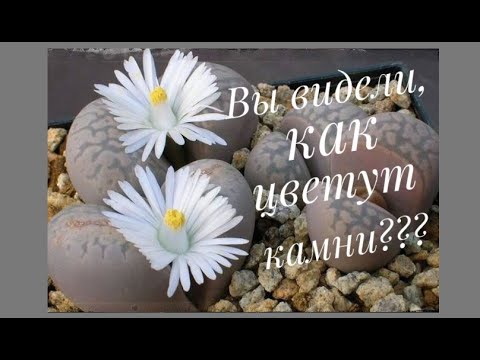 Видео: Литопс. Живые камни. Особенности ухода.