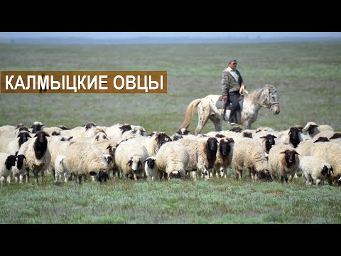 Видео: Овцы Калмыцкой породы. Племенной завод Кировский