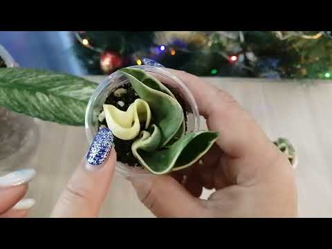 Видео: Новые цветочки в коллекцию 🔥🌺