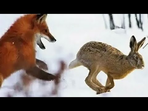 Видео: ОХОТА С ГОНЧИМИ 15.11.2024! ХИТРЫЙ ЛИС ОКАЗАЛСЯ ГЛУП! ЗАЯЦ УМНЫЙ, ХОТЕЛ УТОПИТЬ ВЫЖЛЕЦА…
