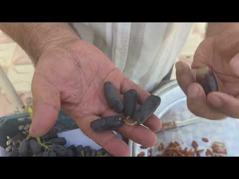 Видео: +992900004489. Ангурҳои Навъҳои Кишмишҳои Беҳамто, Искандарӣ ва мавиз тавр карда шуда.