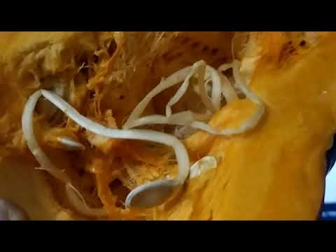 Видео: Тыква на черешне, Живая Почва, чашка Петри, Андрей Николаевич