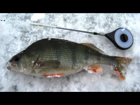 Видео: Гвоздекубик vs гвоздешарик. Окунь и плотва.