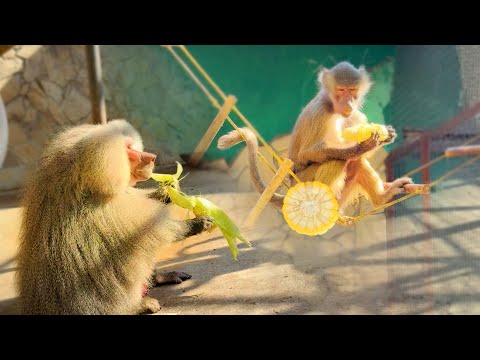 Видео: Не Люся, а сплошная экспрессия! Фигаро тут, фигаро там! Лиде из-за неё спасу нет от Элисея!