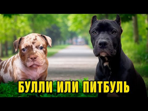 Видео: ЩЕНКИ БУЛЛИ ИЛИ ПИТБУЛИ,КОГО ВЫБРАТЬ! ЗНАКОМСТВО СО ЩЕНКАМИ! КТО ОСТАЛСЯ ИЗ ПИТБУЛЕЙ! ВЕС ЩЕНКОВ БУЛ