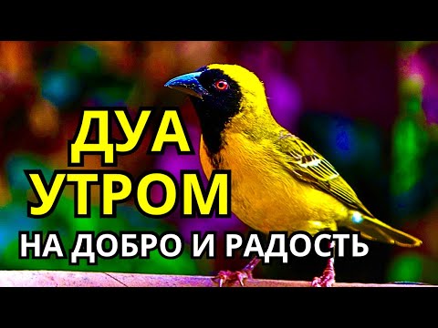 Видео: ДУА УТРОМ ДЕЛАЕТ ЖИЗНЬ ЛУЧШЕ!🤲☀️